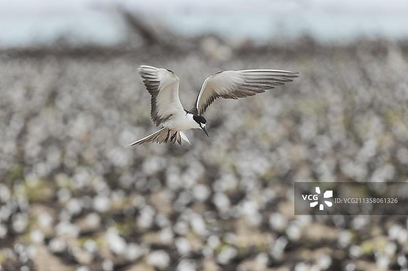 俄罗斯燕鸥，冰岛，塞舌尔，非洲图片素材