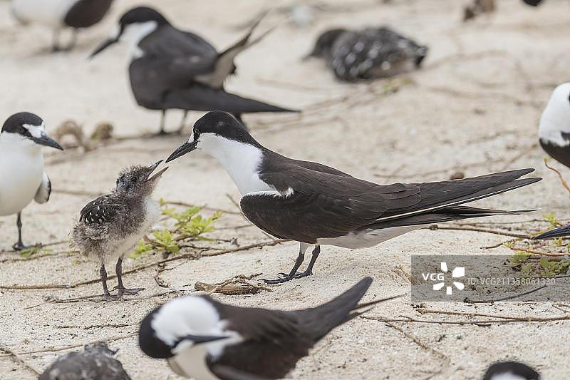 俄罗斯燕鸥，冰岛，塞舌尔，非洲图片素材