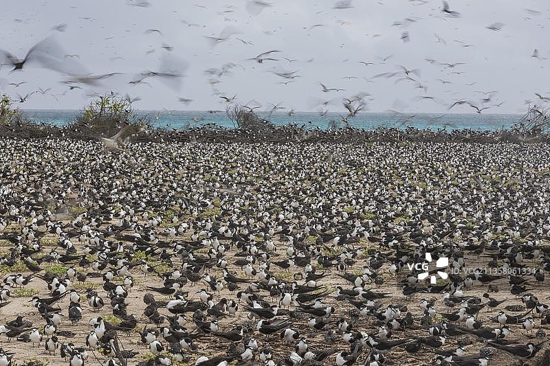 俄罗斯燕鸥，冰岛，塞舌尔，非洲图片素材