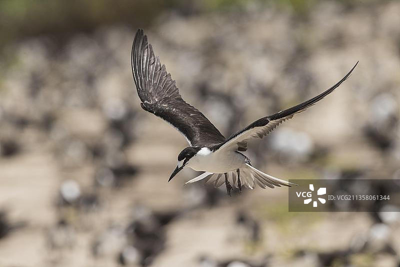 俄罗斯燕鸥，冰岛，塞舌尔，非洲图片素材