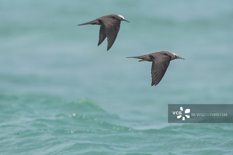 塞舌尔鸟岛上的棕榈燕鸥图片素材