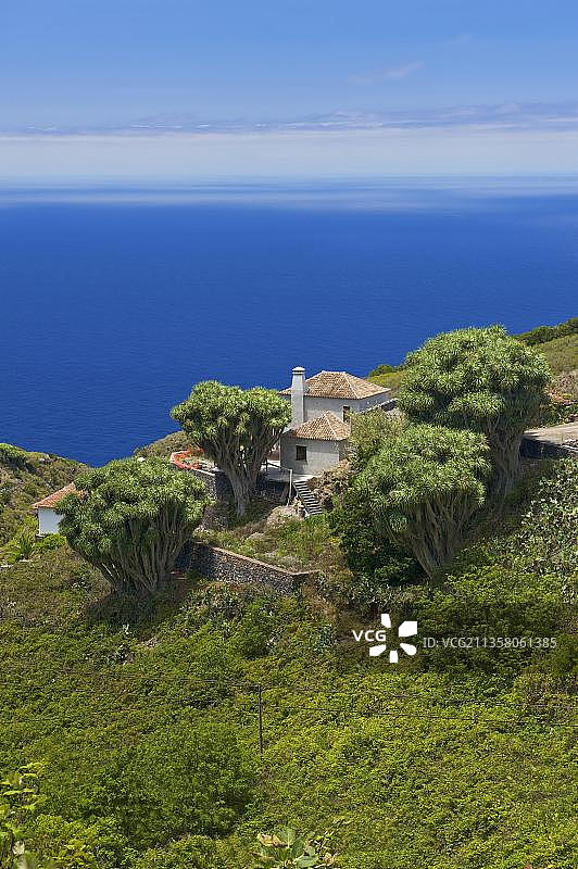 西班牙加那利群岛拉帕尔马岛北岸的龙血树图片素材