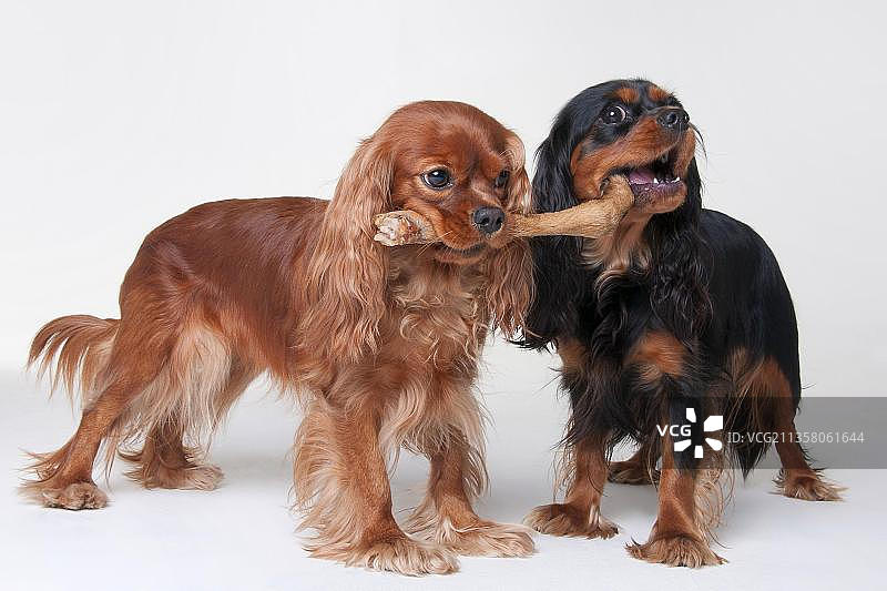 成年红宝石色和黑褐色查理士王小猎犬与骨头图片素材