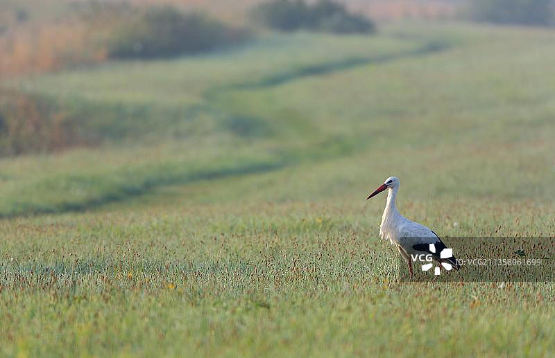 德国巴登-符腾堡州的白鹳图片素材