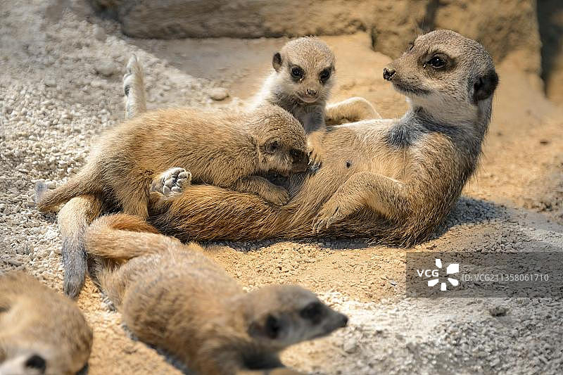 圈养狐獴，德国，欧洲图片素材