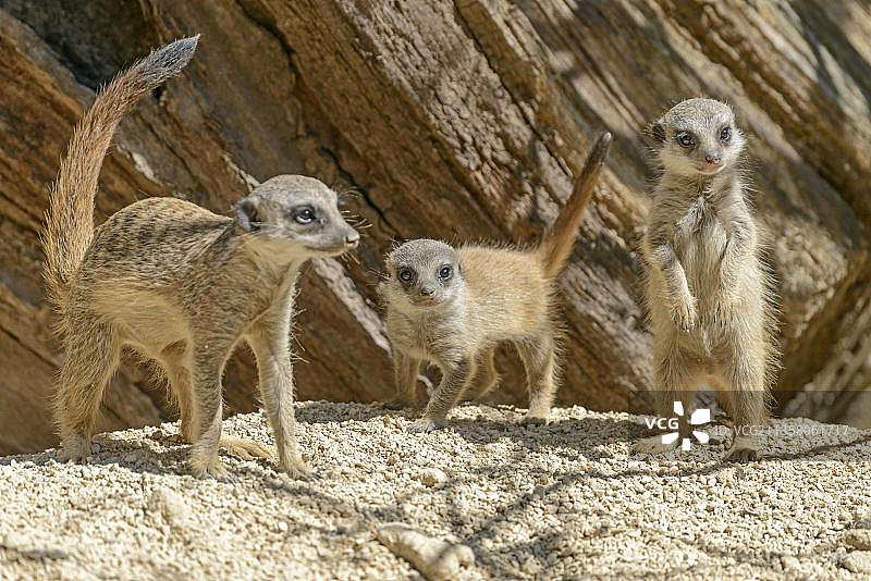 圈养狐獴，德国，欧洲图片素材
