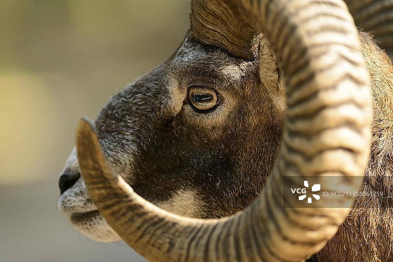 被困的盘羊图片素材