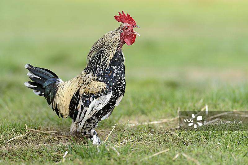 圈养的梵天鸡公鸡图片素材