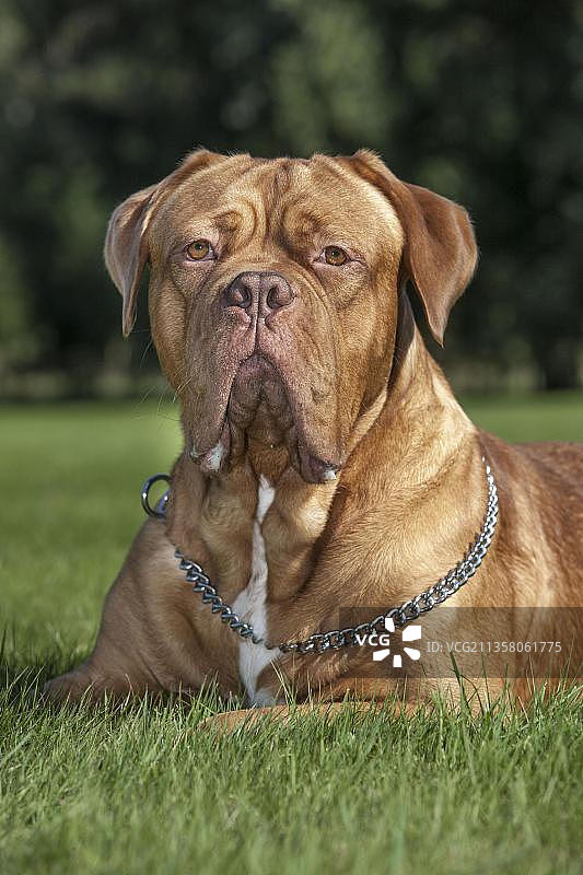 波尔多犬或法国獒犬图片素材