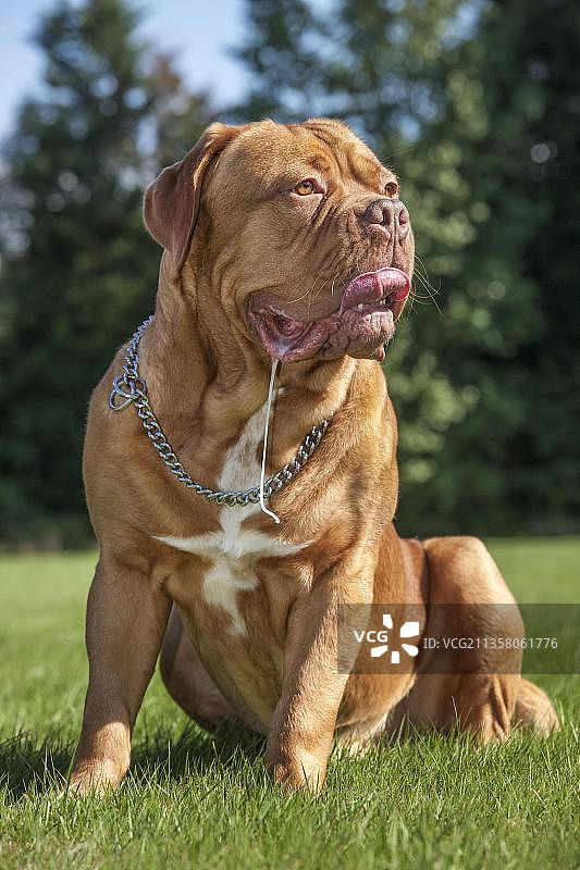 波尔多犬或法国獒犬图片素材