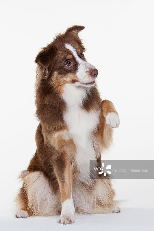 红色三色迷你澳洲牧羊犬（母犬，10个月）图片素材