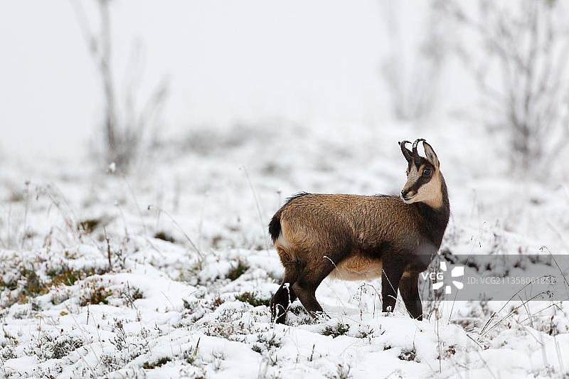 羚羊，勒霍内克，孚日山脉，法国，欧洲图片素材