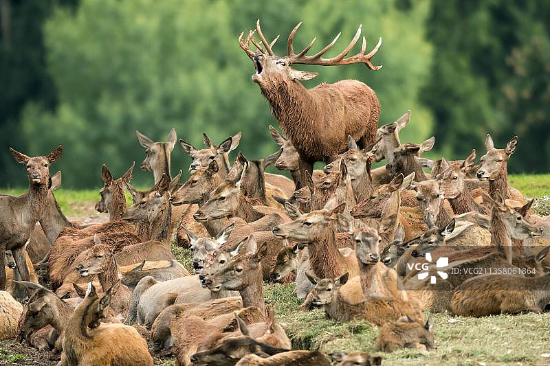 红鹿，发情期，圈养于德国图片素材