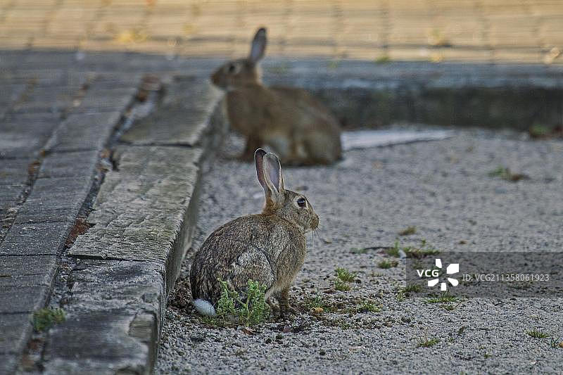 野生兔子图片素材