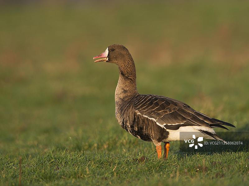 白额雁图片素材