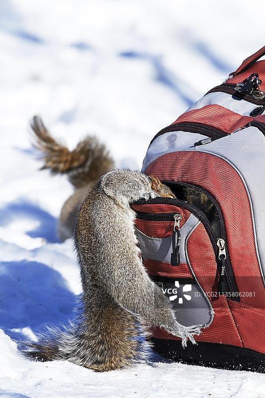 北美洲加拿大魁北克，在背包里寻找花生的东方灰松鼠图片素材