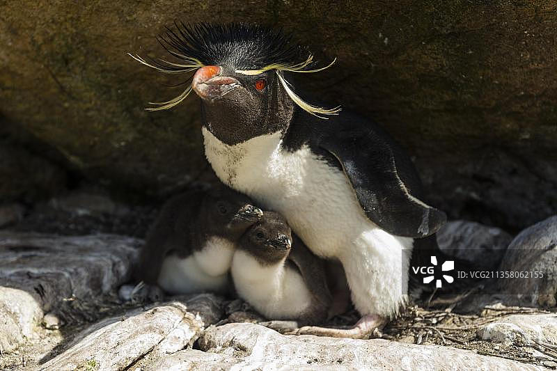 桑德斯岛，凤头企鹅（Eudyptes chrysocome）与幼鸟，福克兰群岛，英国，南美洲图片素材