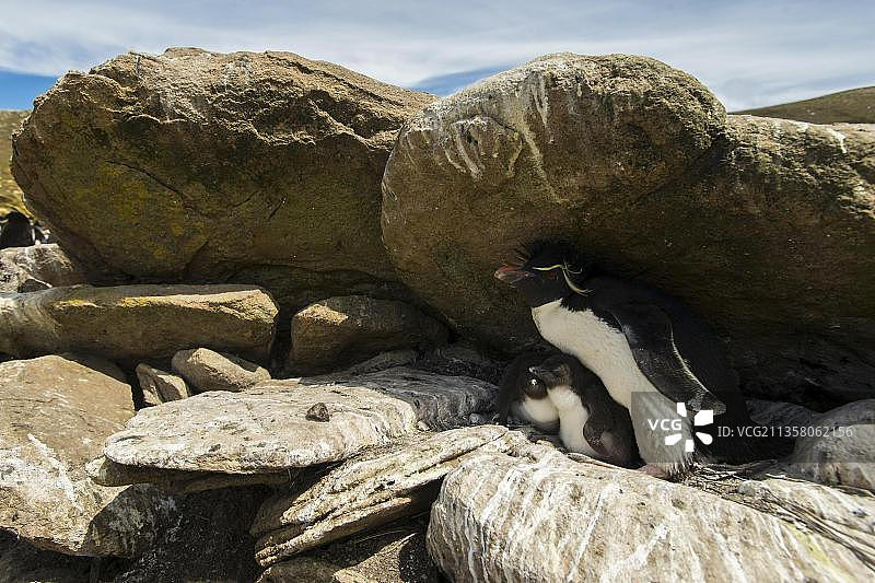 桑德斯岛，凤头企鹅（Eudyptes chrysocome）与幼鸟，福克兰群岛，英国，南美洲图片素材