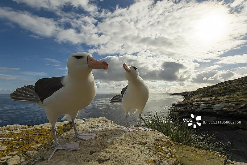 桑德斯岛黑眉信天翁，福克兰群岛繁殖对，大不列颠，南美洲图片素材