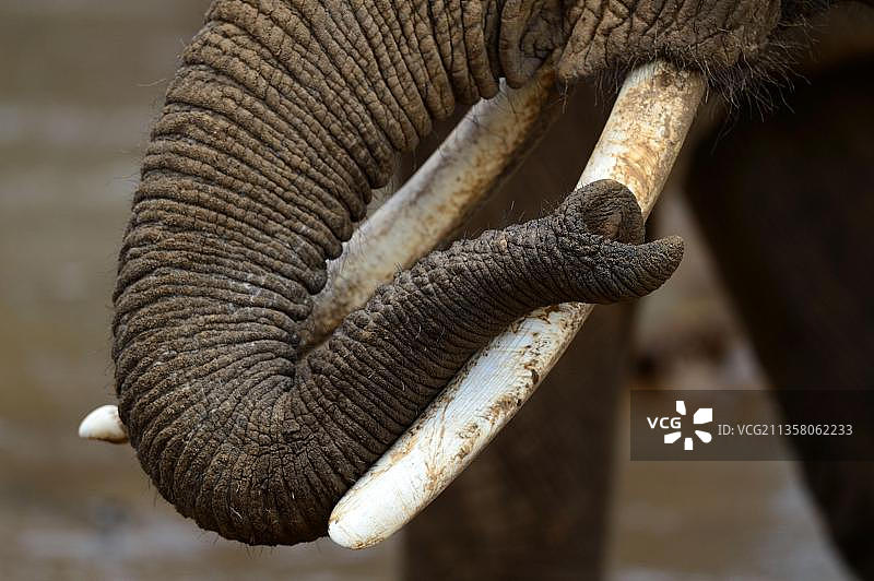 非洲象鼻子的特写，位于肯尼亚桑布鲁国家保护区图片素材