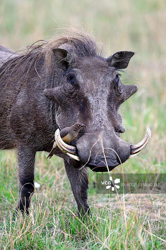 马赛马拉国家保护区，非洲疣猪与正在梳理的黄嘴牛椋鸟图片素材