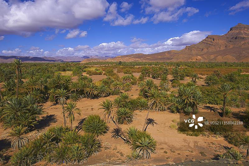 吉贝尔基萨内,阿格兹,棕榈树林,绿洲,德拉谷,苏斯-马塞-德拉地区,德拉河谷,反阿特拉斯山脉,马格里布,北非,摩洛哥,非洲图片素材