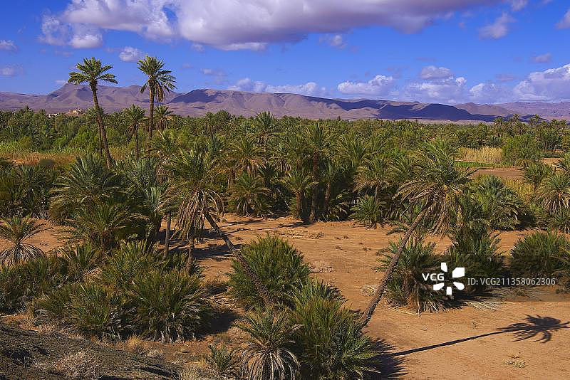 吉贝尔基萨内，阿格兹，棕榈树林，绿洲，德拉谷，苏斯-马塞-德拉地区，德拉河谷，反阿特拉斯山脉，马格里布，北非，摩洛哥，非洲图片素材
