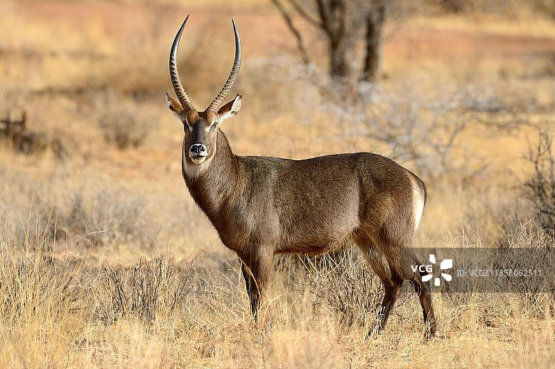 非洲肯尼亚桑布鲁国家保护区草原上的雄性德法萨水羚图片素材