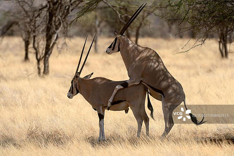 东非剑羚交配，肯尼亚桑布鲁国家保护区图片素材