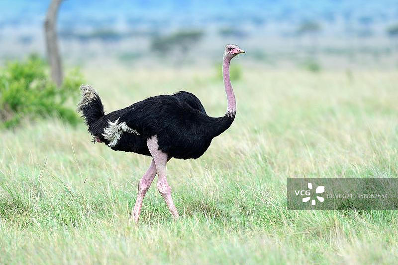 行走中的马赛鸵鸟（学名：Struthio camelus massaicus），肯尼亚马赛马拉国家保护区，非洲图片素材