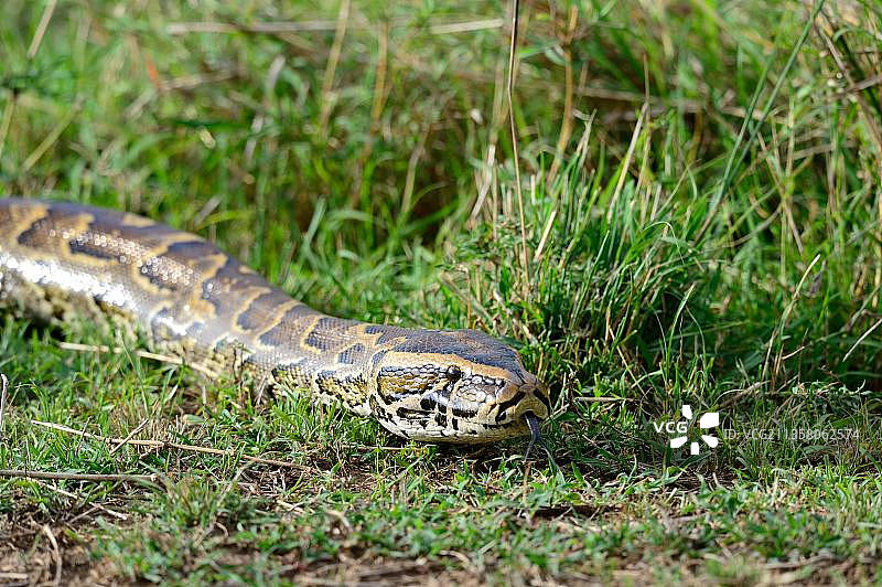 非洲岩蟒（Python sebae）肯尼亚马赛马拉国家保护区图片素材
