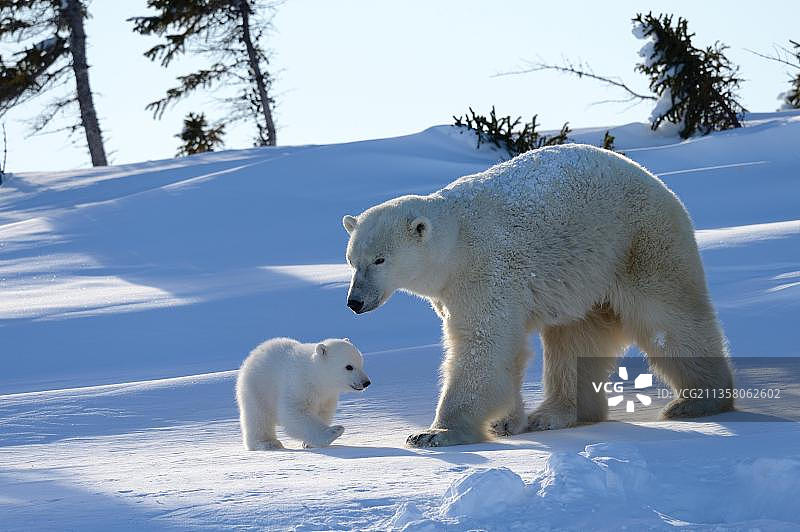 雌性北极熊（Ursus maritimus）和她3个月大的幼崽，三月份刚从位于加拿大马尼托巴省丘吉尔瓦普斯克国家公园的巢穴中孵化出来图片素材