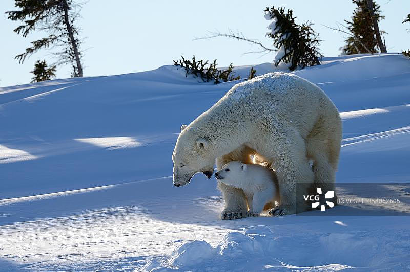 加拿大瓦普斯克国家公园的北极熊母子图片素材