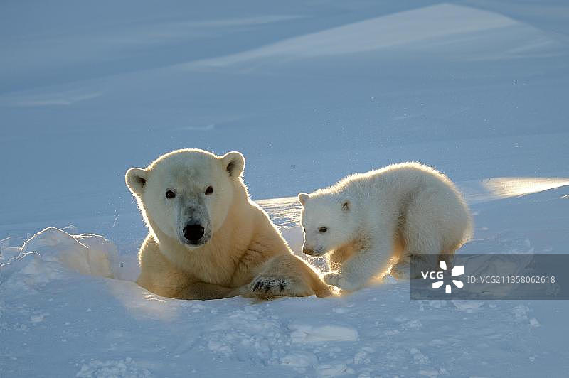加拿大瓦普斯克国家公园的北极熊母子图片素材