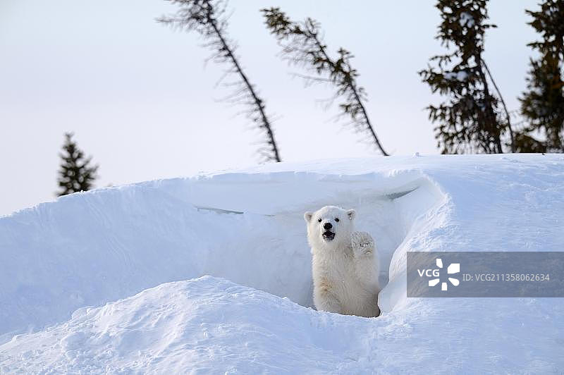 北极熊幼崽在洞穴前玩耍图片素材