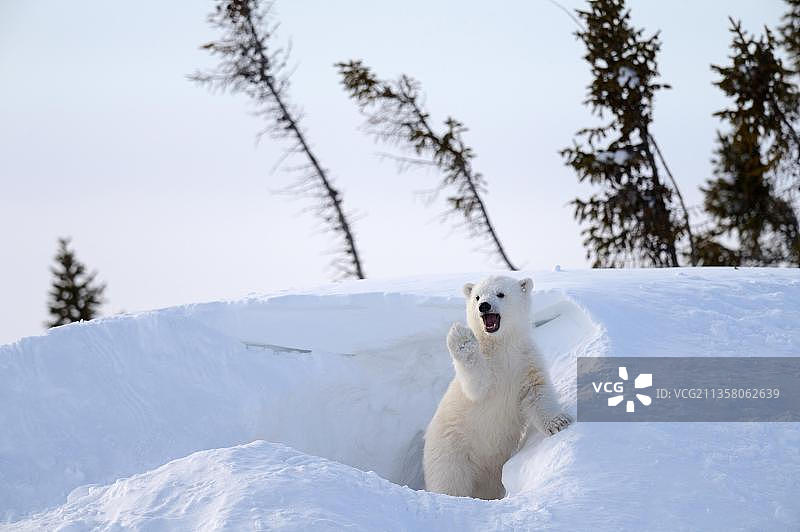 北极熊幼崽在洞穴前玩耍图片素材