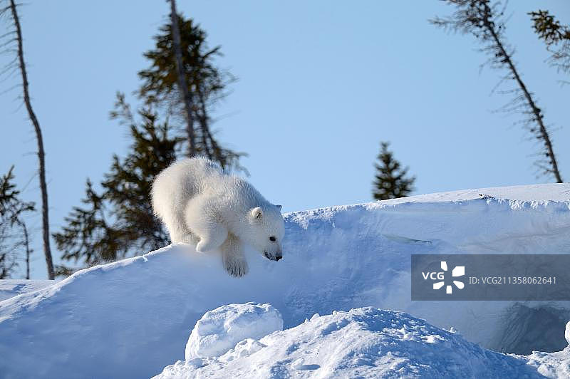 北极熊幼崽在洞穴前玩耍图片素材