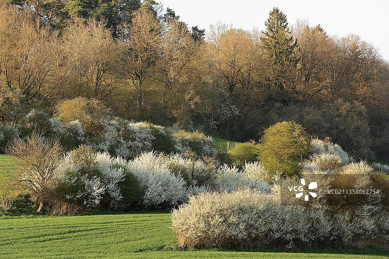 黑刺李(Prunus spinosa)，德国巴登-符腾堡州，欧洲图片素材