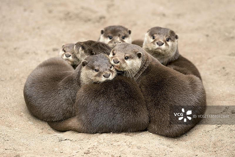 小爪水獭图片素材