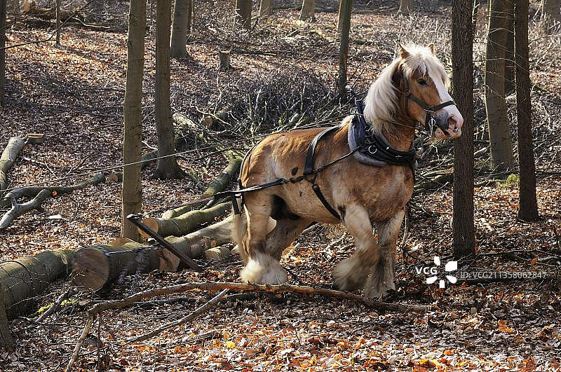 德国许尔瑟贝格自然保护区内的比利时挽马及马具图片素材