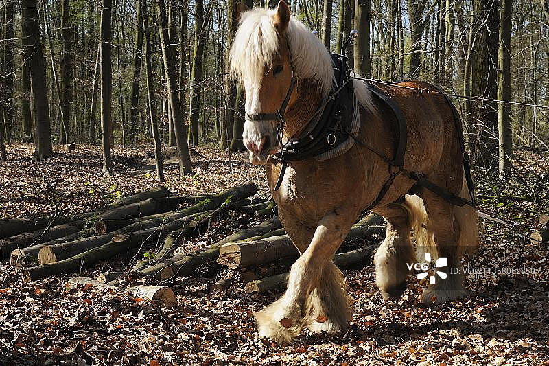 克雷费尔德许尔瑟山自然保护区的比利时冷血马图片素材