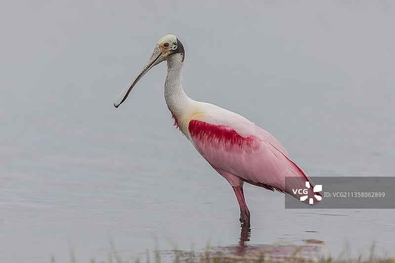 佛罗里达州的美洲红鹮图片素材