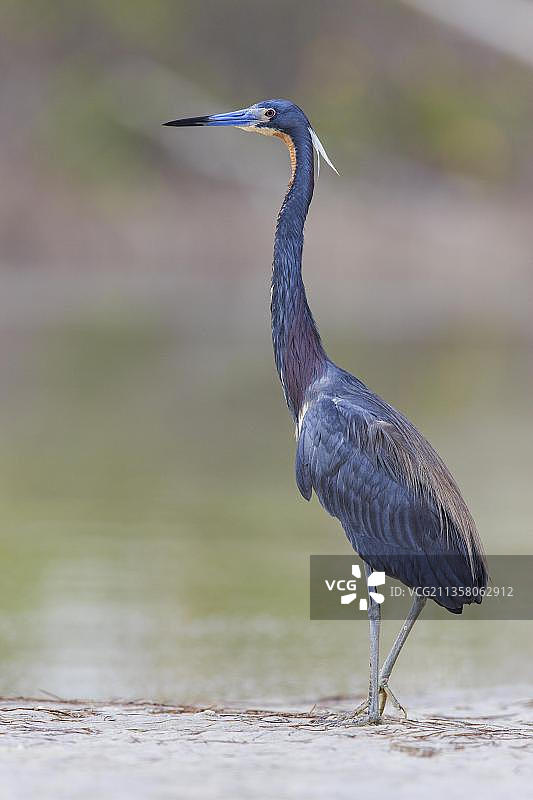 三色鹭，佛罗里达图片素材