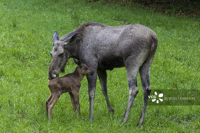 巴伐利亚森林国家公园的驼鹿与幼崽（德国，欧洲）图片素材