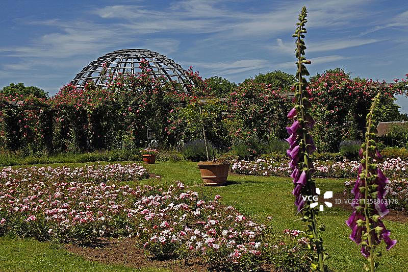 德国黑森州达姆施塔特的玫瑰园图片素材