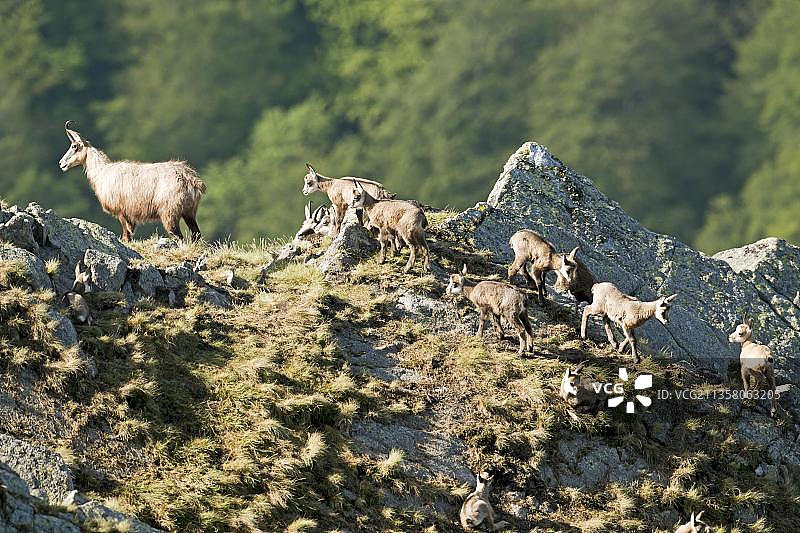 欧洲法国孚日省的羚羊（Rupicapra rupicapra）图片素材