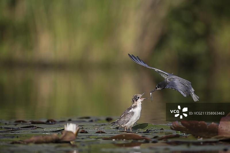 德国勃兰登堡州，塞丁湖，黑色燕鸥幼鸟栖息在睡莲叶上图片素材