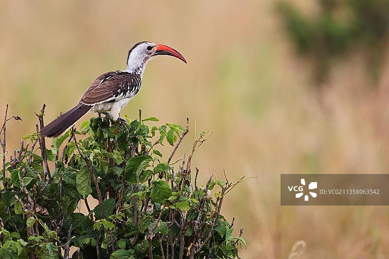 坦桑尼亚塞伦盖蒂的红嘴弯嘴犀鸟图片素材