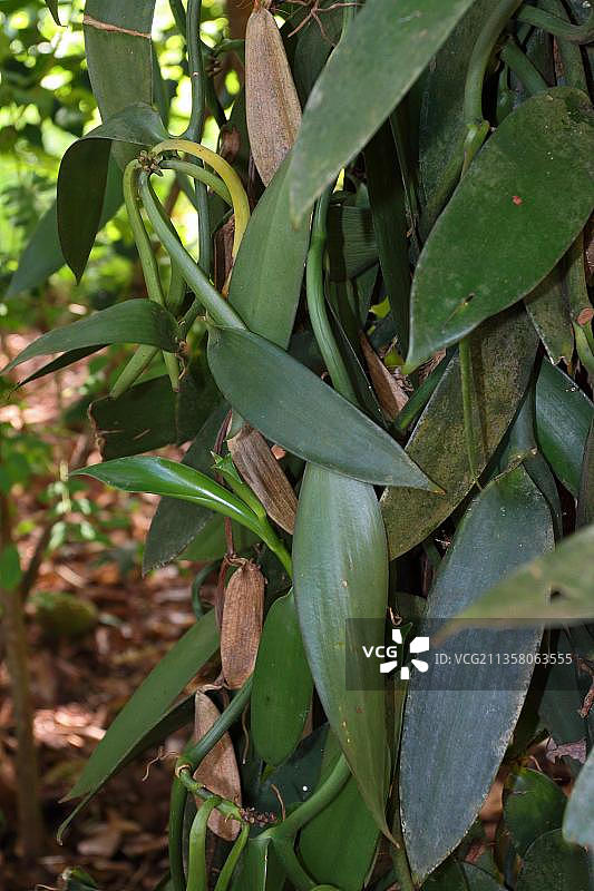 西印度香草，桑给巴尔（Vanilla planifolia），坦桑尼亚，非洲图片素材