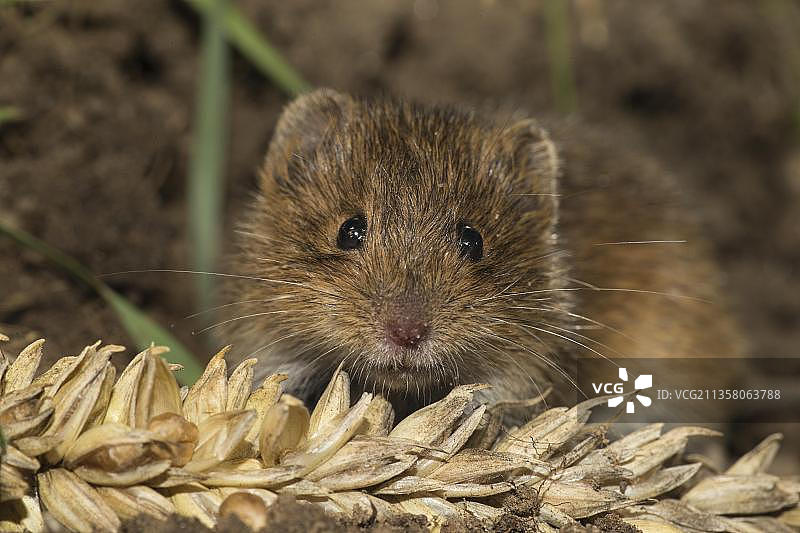 普通田鼠图片素材